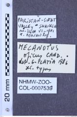 Etiketten zu Melanotus opicus (NHMW-ZOO-COL-0007539)